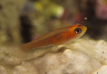  Trimma anaima (Pallid Pygmy Goby)